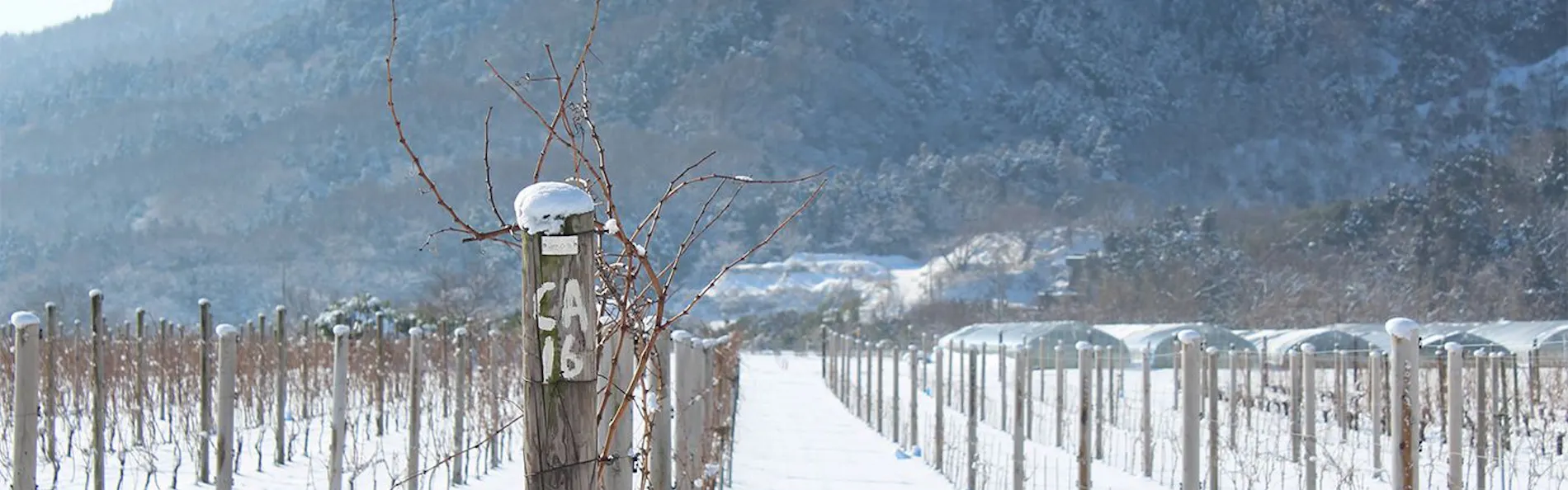 WineryRetreat ヴィネスパ byカーブドッチ