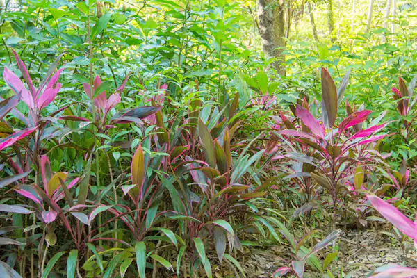 กิจกรรม