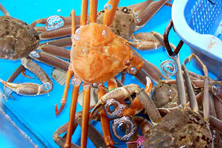 บ่อเลี้ยงปลาแบบพิเศษ