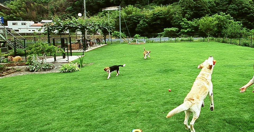 ลานวิ่งเล่นสำหรับสุนัข