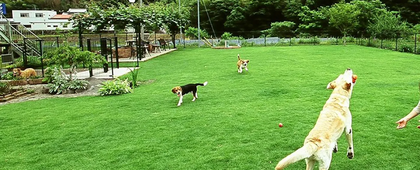 ลานวิ่งเล่นสำหรับสุนัข