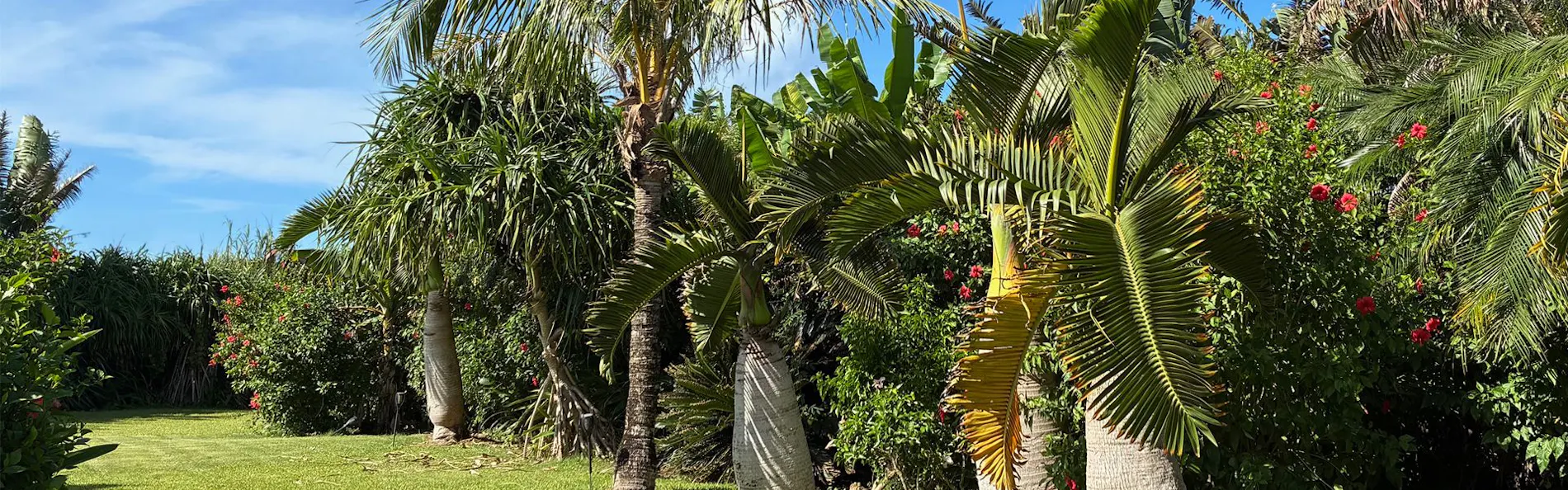 ティンヌカーラ