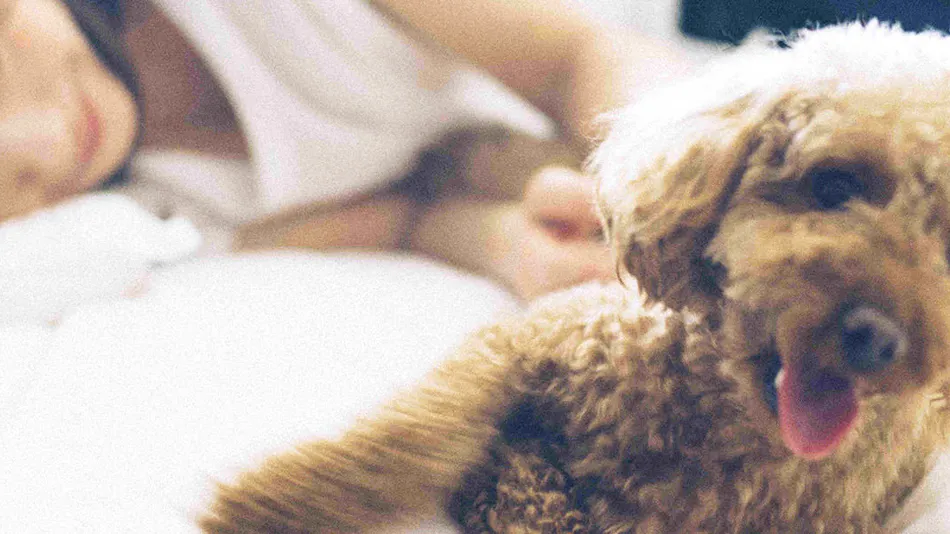 Pet-Friendly Accommodation D+KIRISHIMA