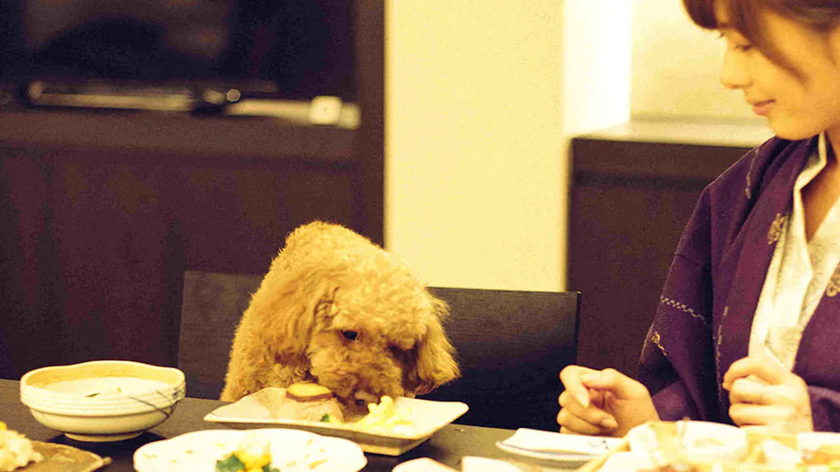 Pet-Friendly Accommodation D+KIRISHIMA
