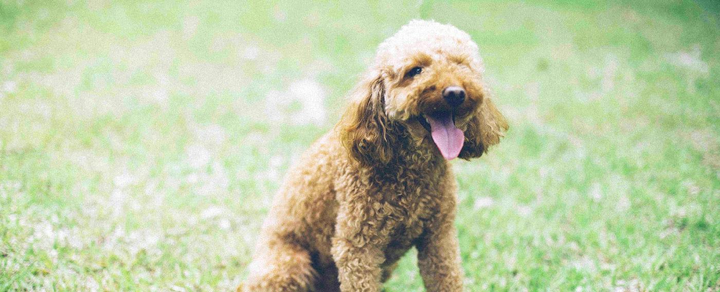 Pet-Friendly Accommodation D+KIRISHIMA