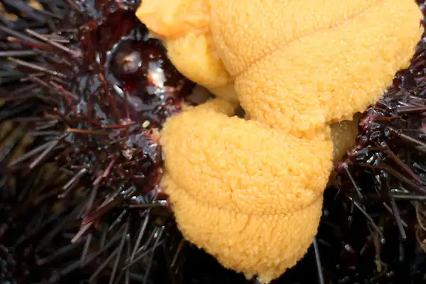 เม่นทะเล