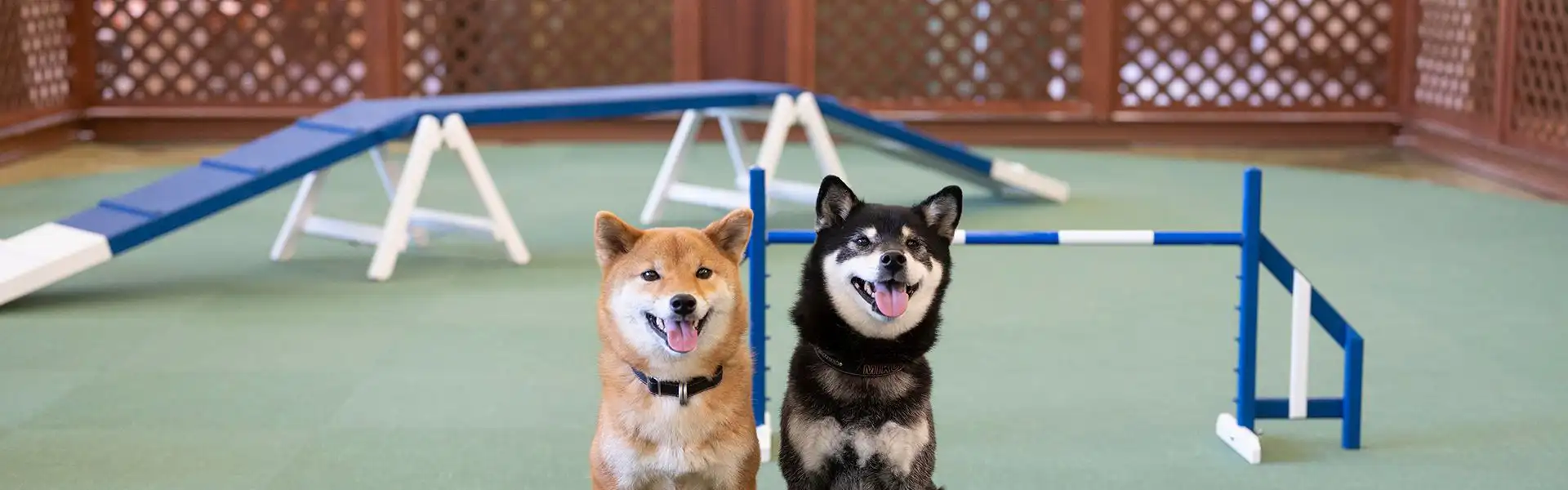 館内ドッグラン