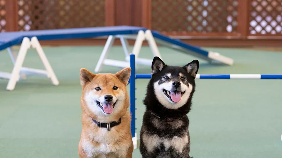 Wan Wan Paradise Hamanako