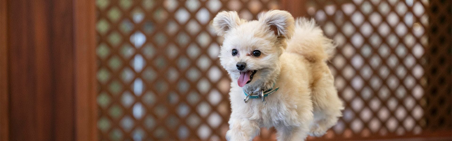 わんわんパラダイス 浜名湖（旧：浜名湖わんわんパラダイス ホテル）