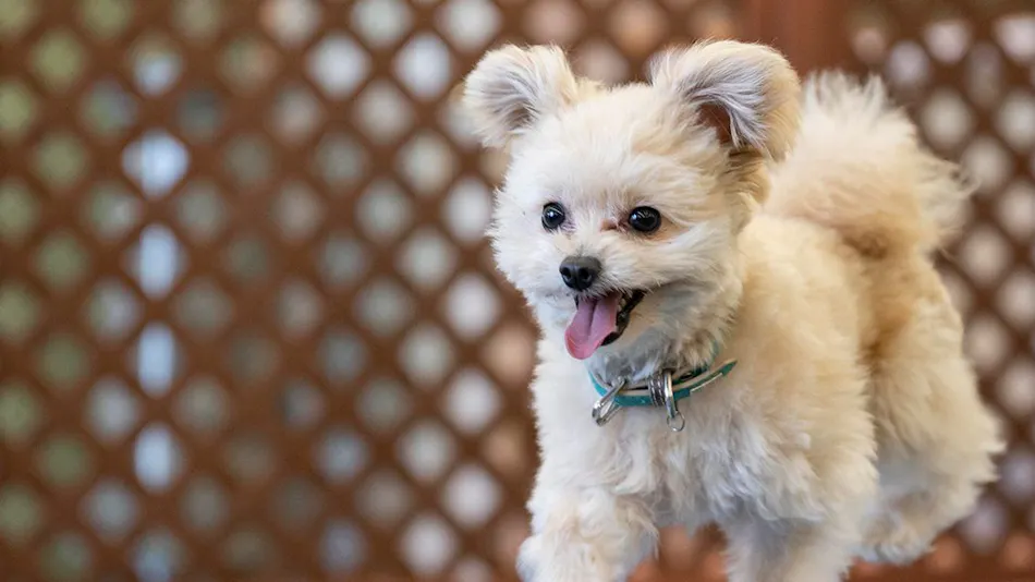 Wan Wan Paradise Hamanako