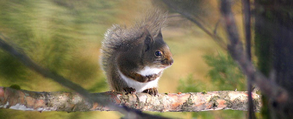 ระเบียงเปิด