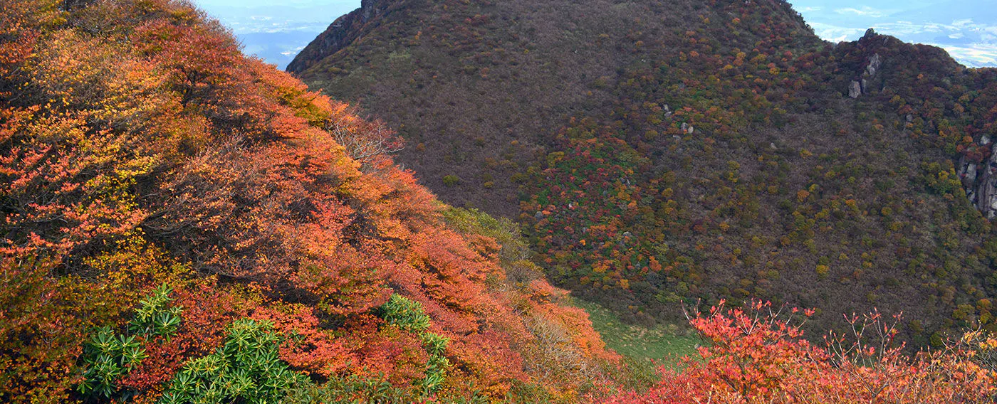 นากาโอะฮาระ・มิมาตะ (ฤดูใบไม้ร่วง)