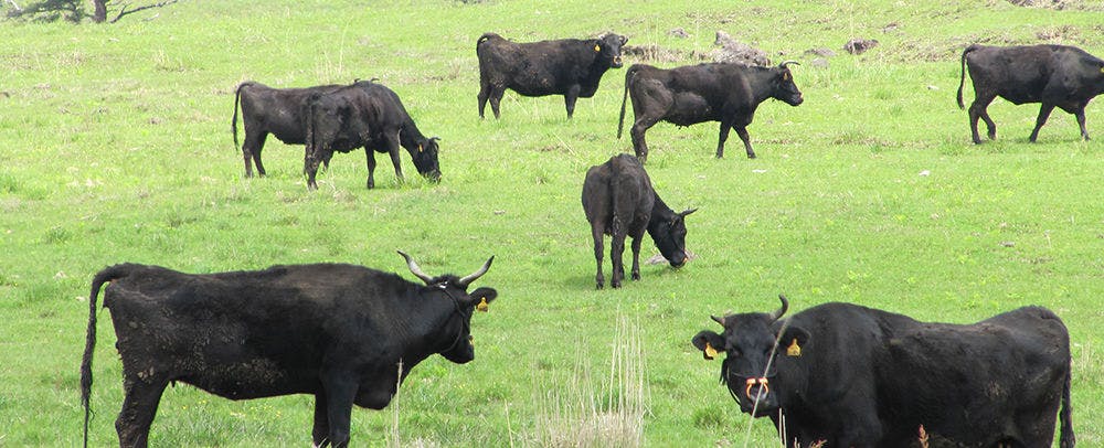 วัวที่เลี้ยงแบบปล่อยในธรรมชาติ