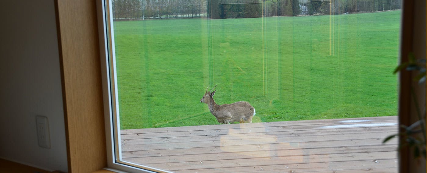 春：窓のすぐ外にエゾシカ