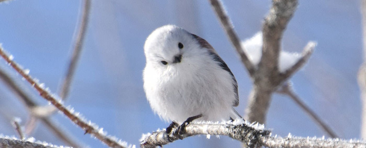 冬：ぬいぐるみのようなシマエナガ