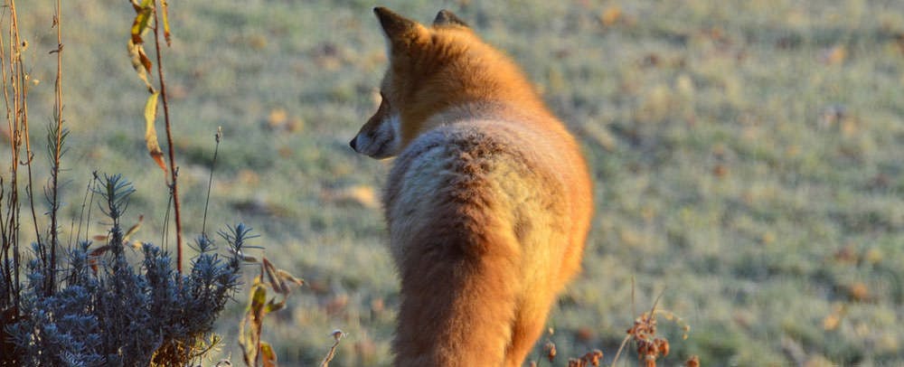 秋：ふかふかのキタキツネ