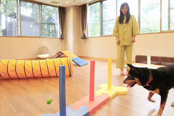 室內狗狗遊樂場