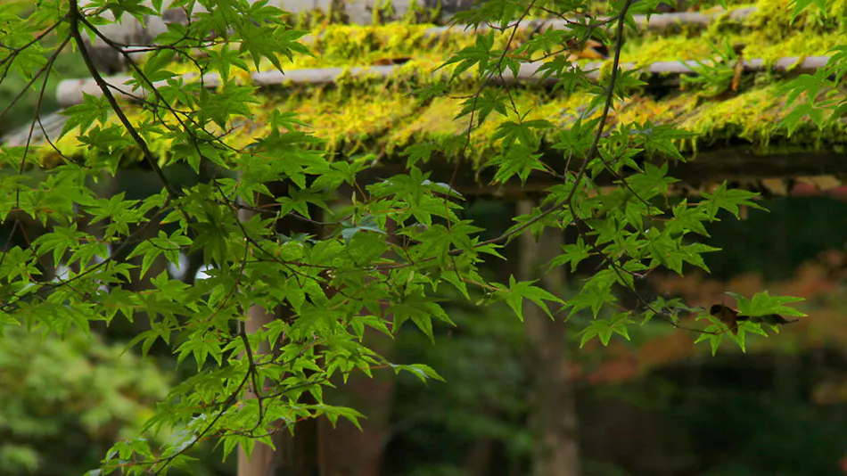 Nikko Hoshi no Yado