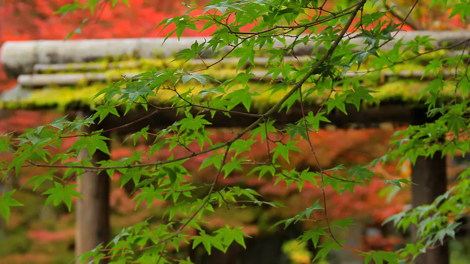 Nikko Hoshi no Yado