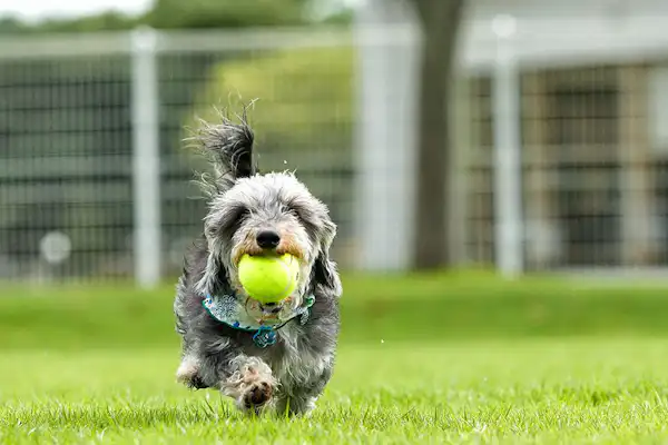 สวนสุนัข