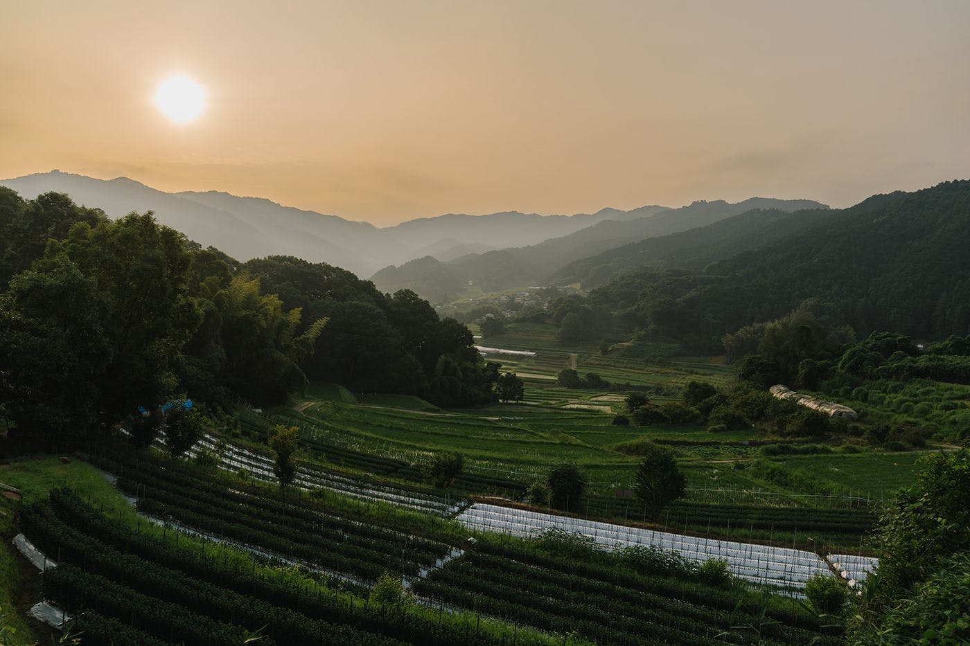 อาสุกะมูระ