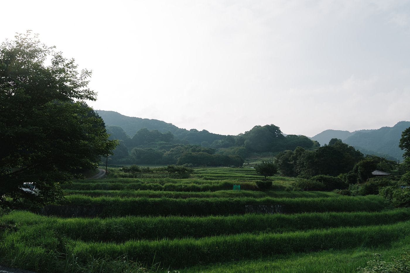 อาสุกะมูระ