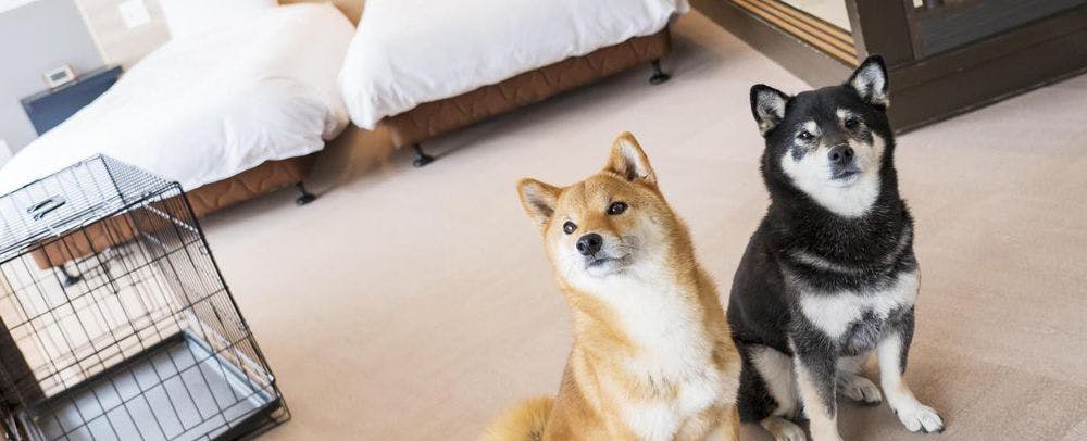 Wan Wan Paradise Izukogen