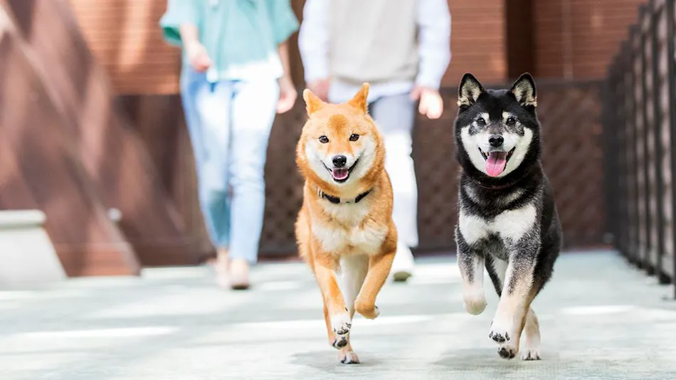 Wan Wan Paradise Izukogen