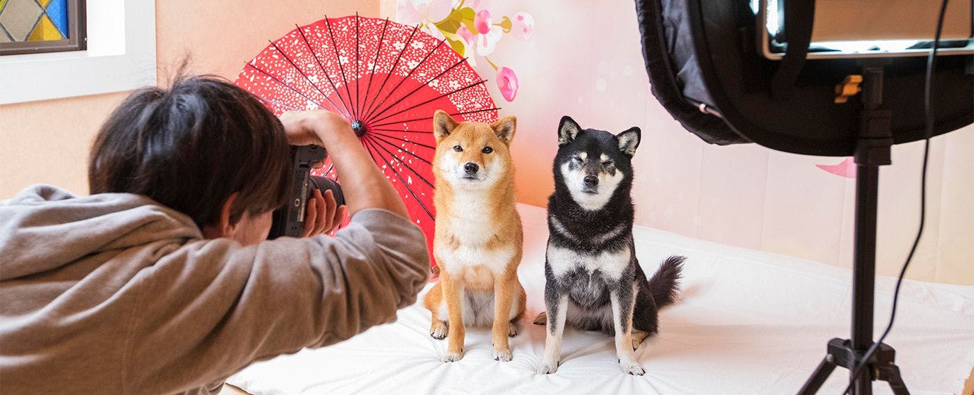 わんわんパラダイス 伊豆高原（旧：伊豆高原わんわんパラダイス ホテル＆コテージ）