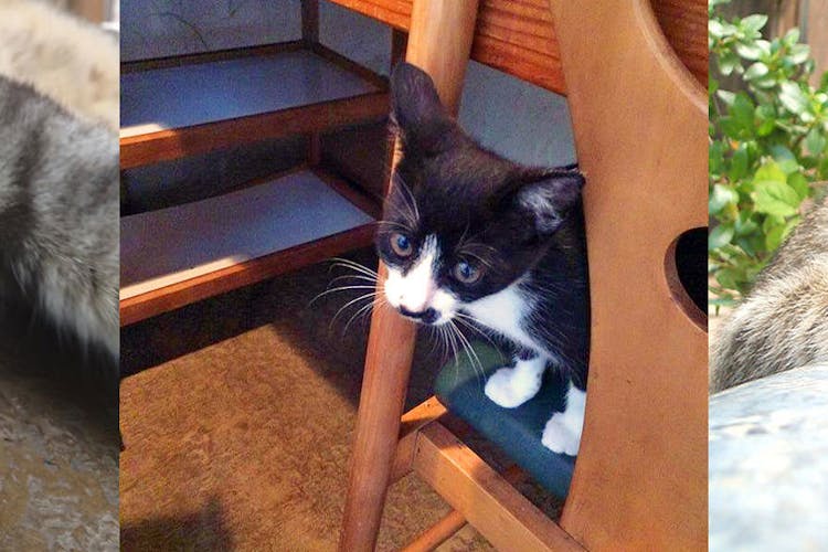 猫ちゃんおもてなしの宿 オーベルゼ レ ボー の空室状況を確認する 宿泊予約は 一休 Com 宿泊予約は 一休 Com 猫ちゃんおもてなしの宿 オーベルゼ レ ボー の空室状況を確認する 宿泊予約は 一休 Com 宿泊予約は 一休 Com