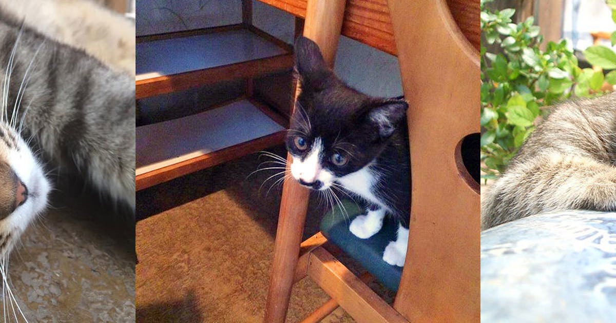 猫ちゃんおもてなしの宿 オーベルゼ レ ボー の空室状況を確認する 宿泊予約は 一休 Com 猫ちゃんおもてなしの宿 オーベルゼ レ ボー の空室状況を確認する 宿泊予約は 一休 Com