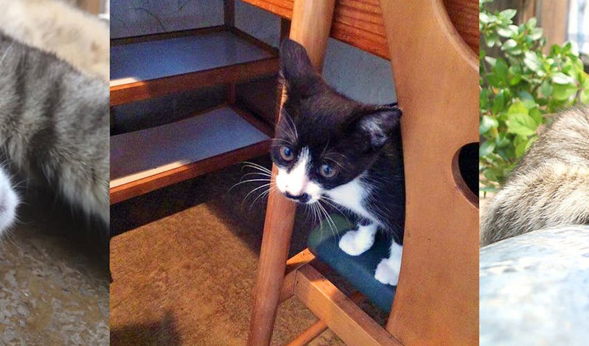 猫ちゃんおもてなしの宿 オーベルゼ レ ボー の宿泊プラン 宿泊予約は 一休 Com キラリト