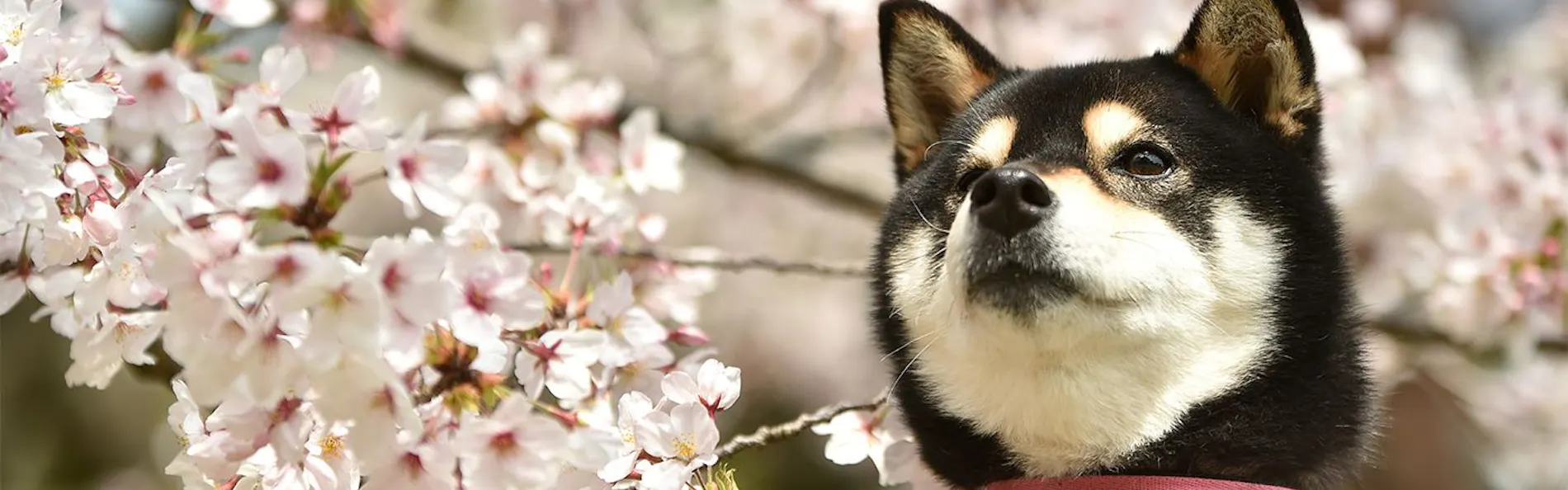高台から海を臨む 貸切温泉のペットリゾート ホテル四季の蔵