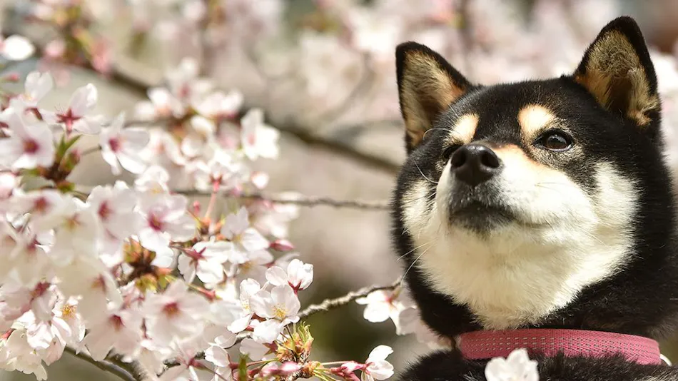 Hotel Shiki no Kura: A Pet-Friendly Inn with Its Own Hot Spring Source