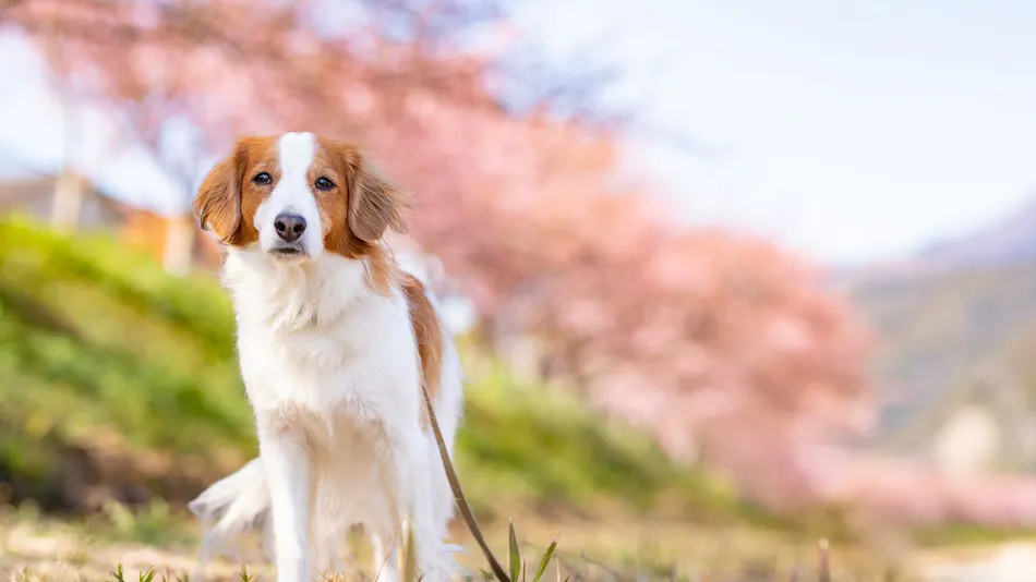 Hotel Shiki no Kura: A Pet-Friendly Inn with Its Own Hot Spring Source