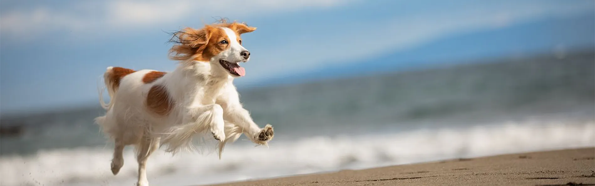 高台から海を臨む 貸切温泉のペットリゾート ホテル四季の蔵