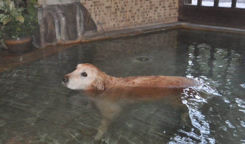 ペットと泊まれる自家源泉の宿 ホテル四季の蔵 の空室状況を確認する 宿泊予約は 一休 Com ペットと泊まれる自家源泉の宿 ホテル四季の蔵 の空室状況を確認する 宿泊予約は 一休 Com