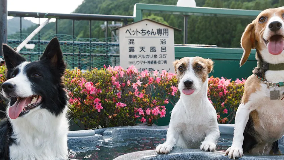 Kinugawa International Hotel: A Pet-Friendly Accommodation with Three Dog Runs