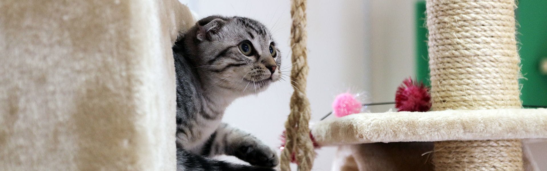 ห้องแมว