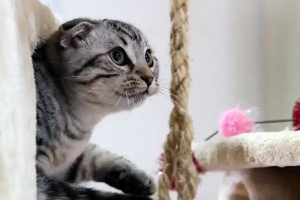 ห้องแมว