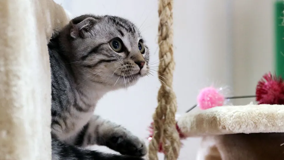 Kinugawa International Hotel: A Pet-Friendly Accommodation with Three Dog Runs