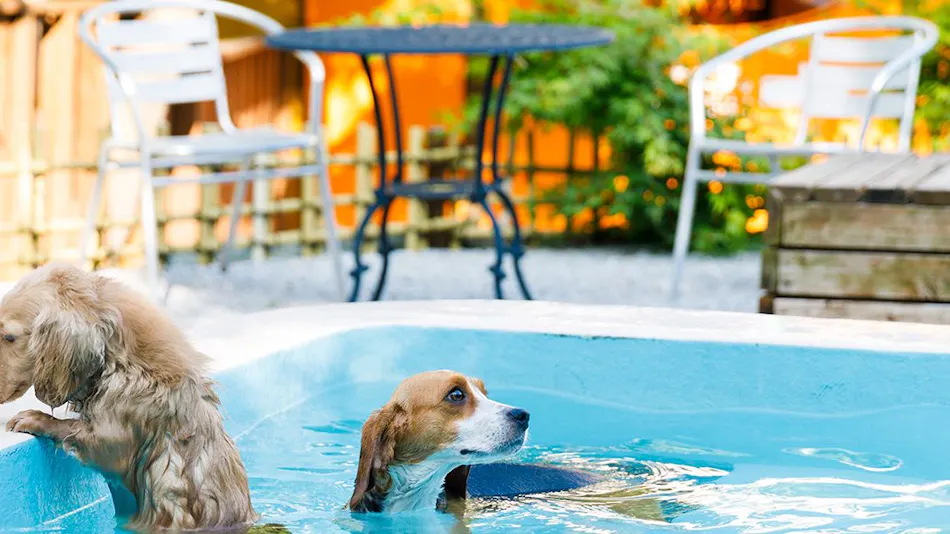 Kinugawa International Hotel: A Pet-Friendly Accommodation with Three Dog Runs