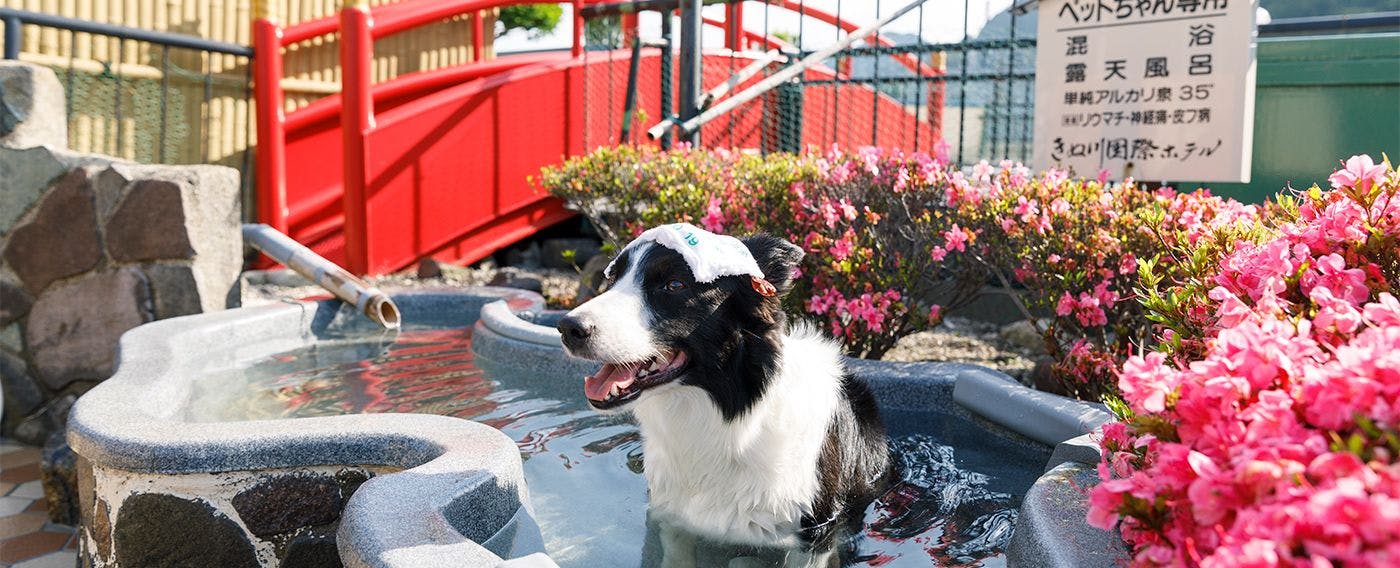 บ่อออนเซ็นกลางแจ้งสำหรับสัตว์เลี้ยงโดยเฉพาะ