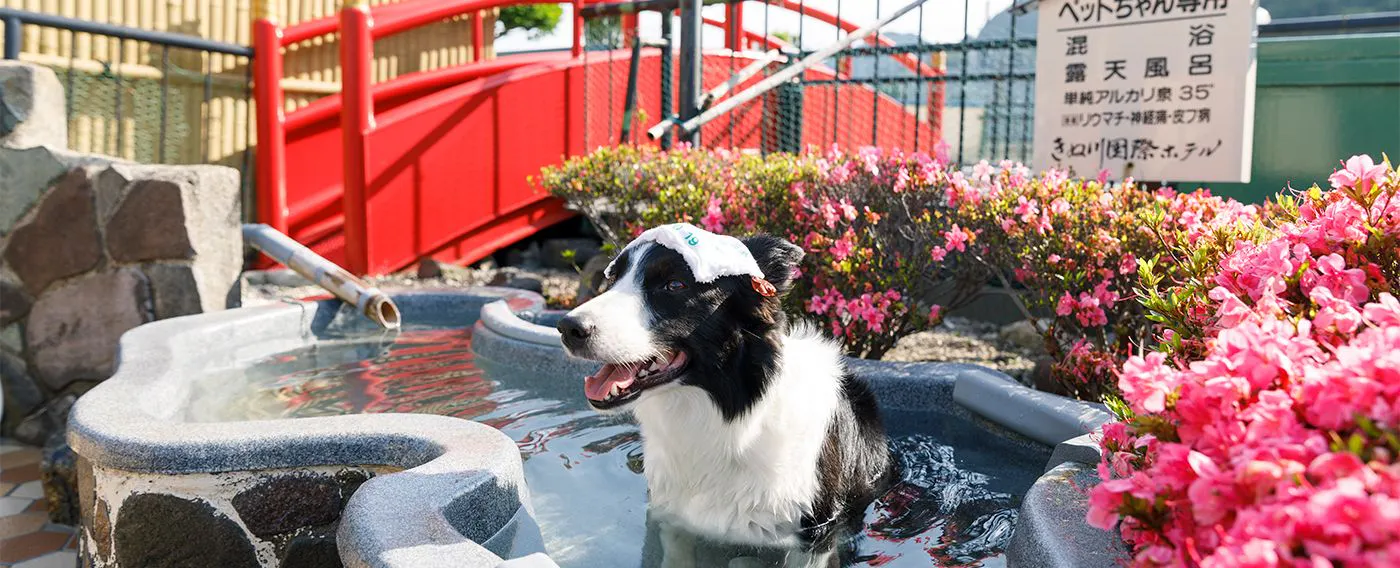 บ่อออนเซ็นกลางแจ้งสำหรับสัตว์เลี้ยงโดยเฉพาะ