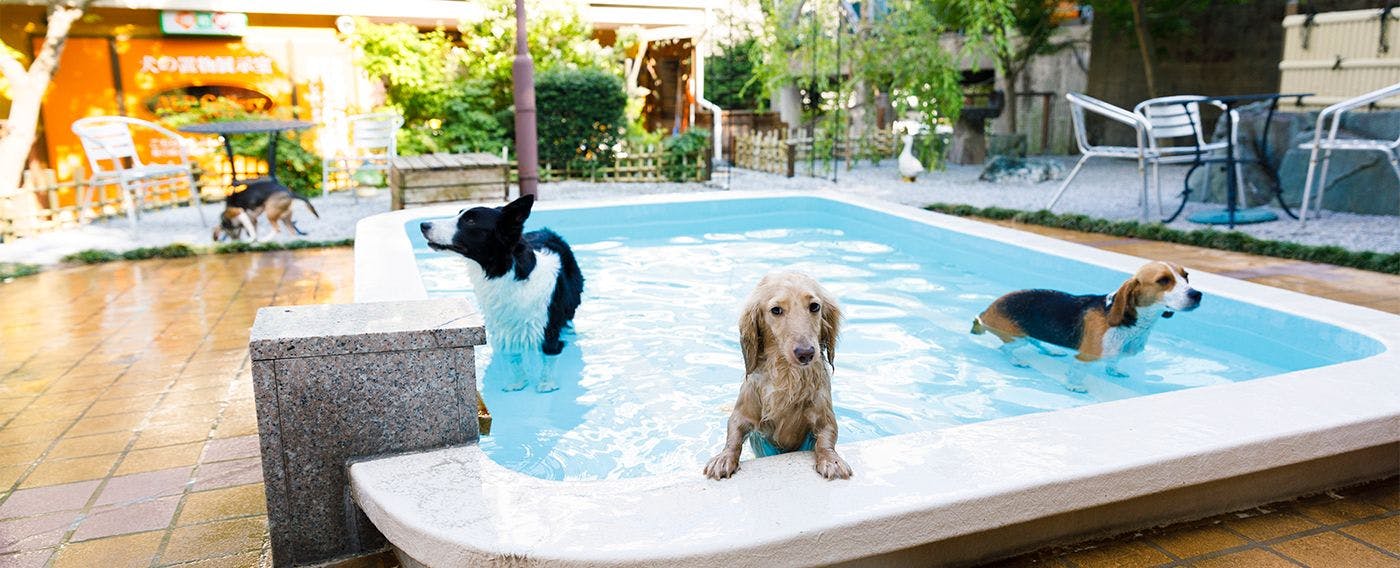 สนามวิ่งสุนัขพร้อมสระว่ายน้ำสำหรับสัตว์เลี้ยงโดยเฉพาะ