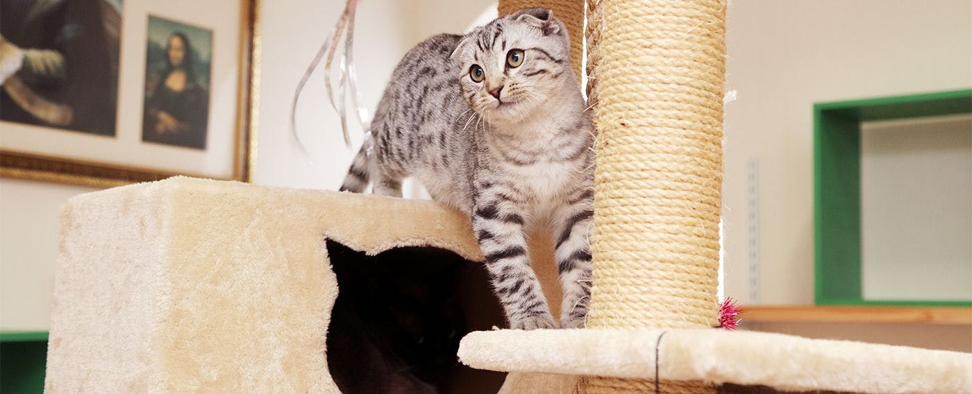 ห้องแมว