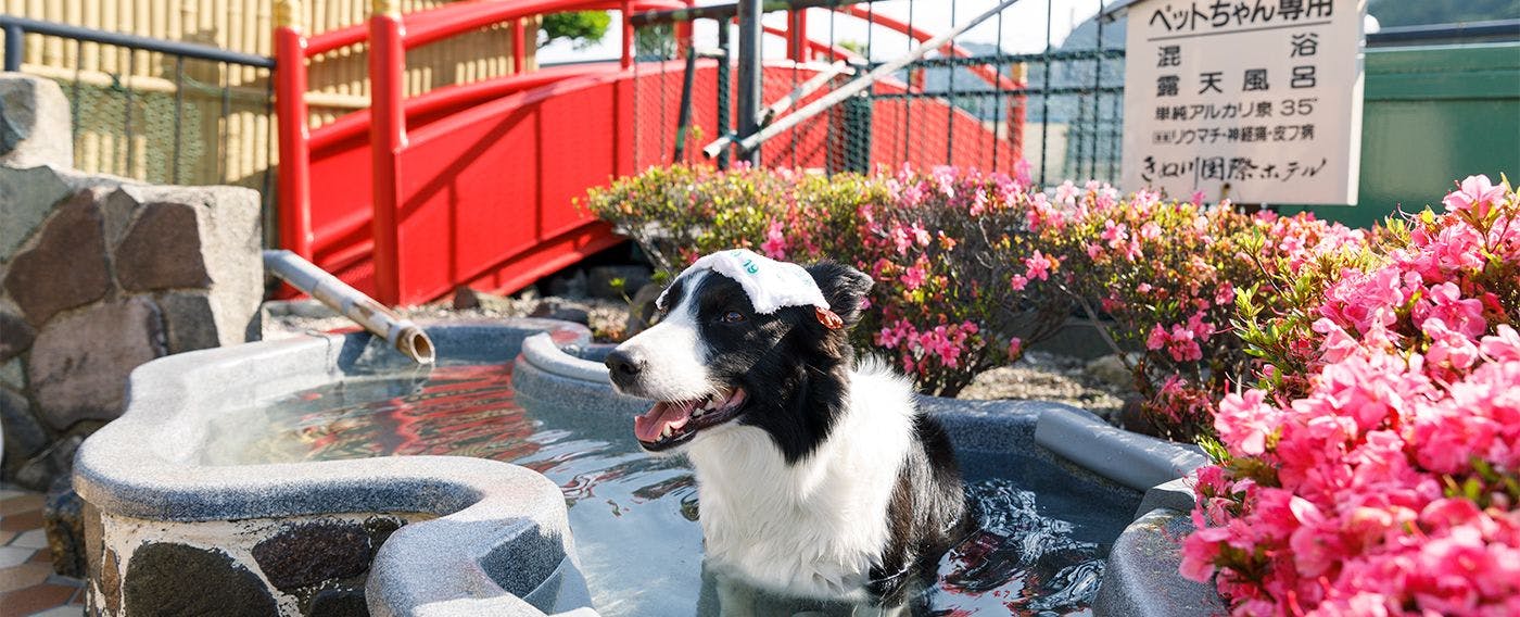 Kinugawa International Hotel: A Pet-Friendly Accommodation with Three Dog Runs