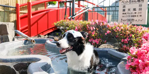 Kinugawa International Hotel: A Pet-Friendly Accommodation with Three Dog Runs
