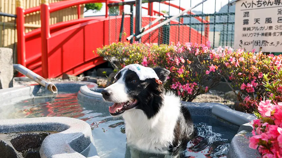 Kinugawa International Hotel: A Pet-Friendly Accommodation with Three Dog Runs