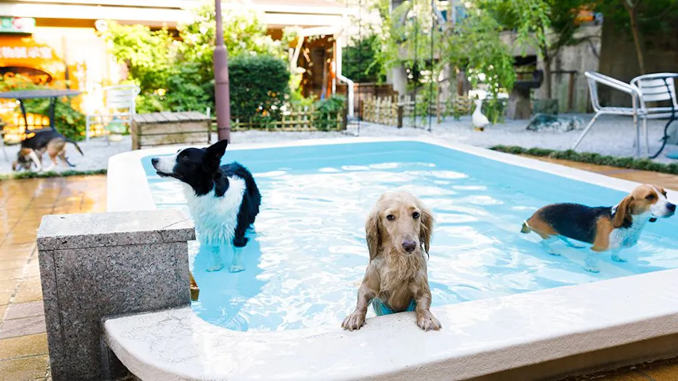 Kinugawa International Hotel: A Pet-Friendly Accommodation with Three Dog Runs